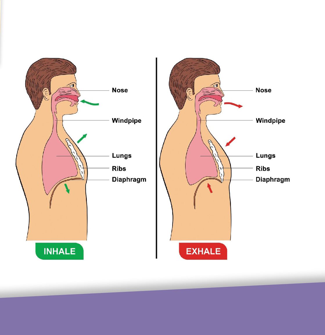 Your diaphragm moves each time you breathe in or out What Causes Hiccups - photo 11