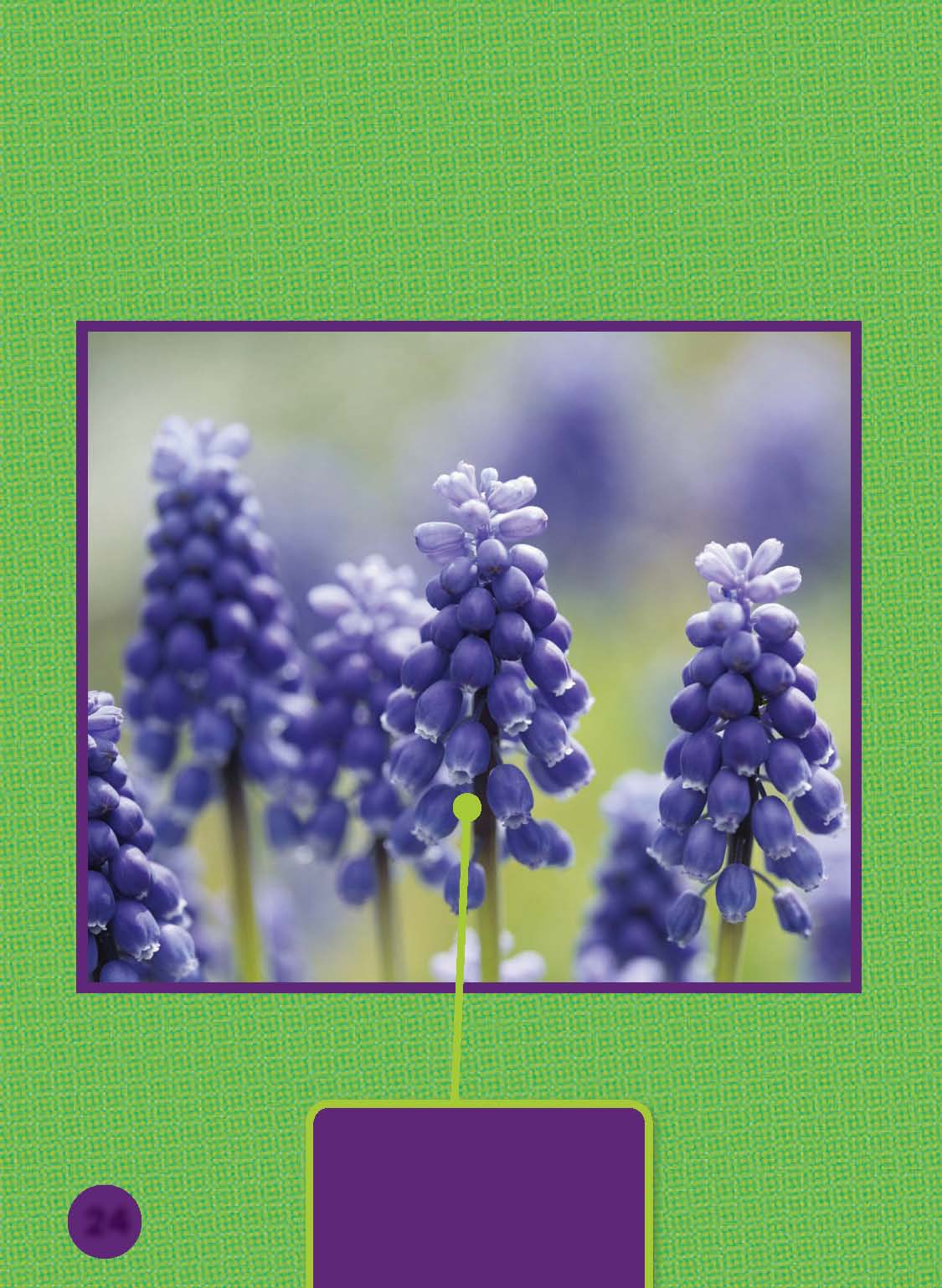 Many poisonous plants and chemicals have a yucky taste Hyacinth flowers - photo 25