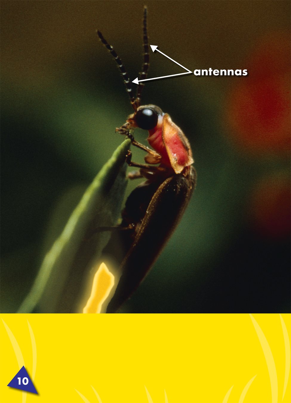 A firefly has two antennas the feelers on an insects head insects use the - photo 11