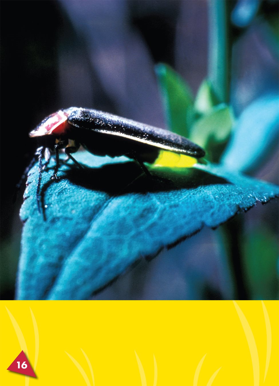 Females blink back at males from the ground Fireflies also flash - photo 20