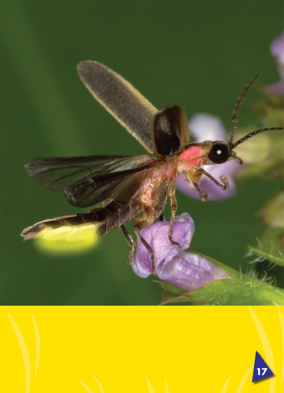 Fireflies also flash their lanterns when they are in danger - photo 21