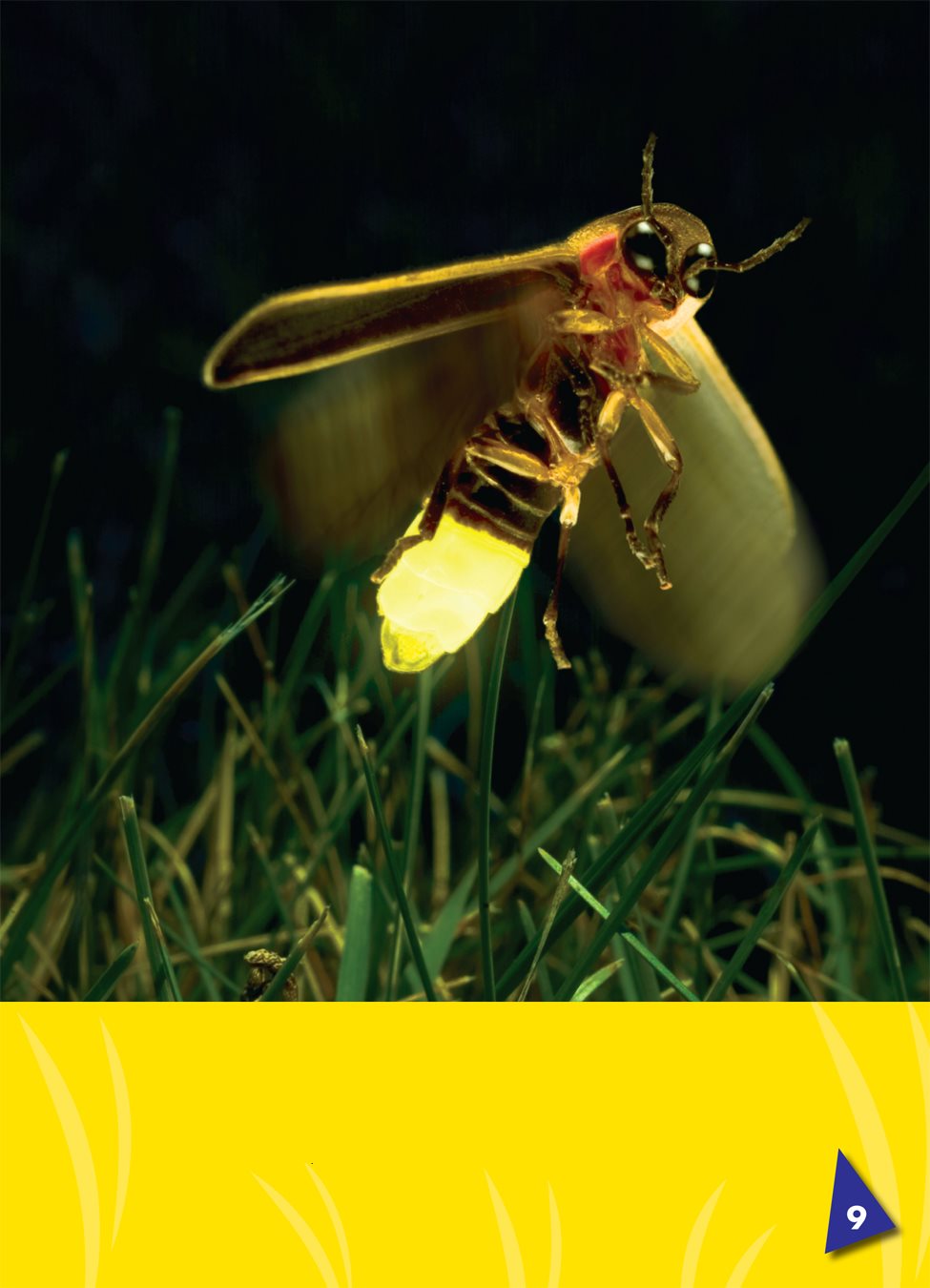 A firefly uses its back wings to fly A firefly has two antennas the - photo 10