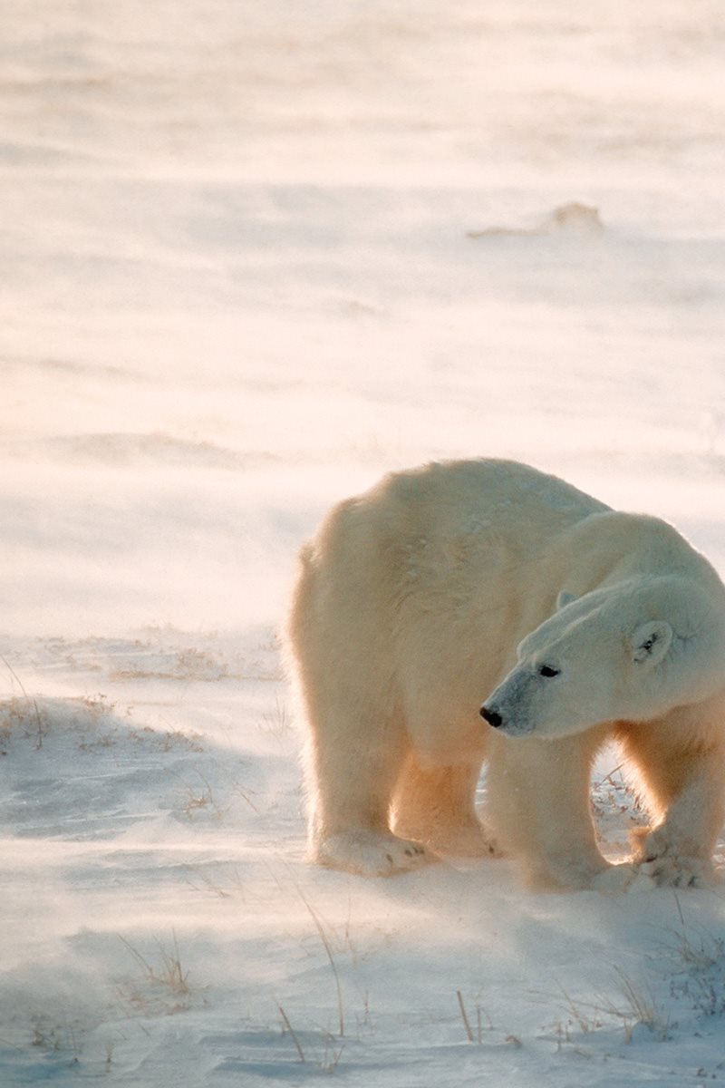 What if you wished you were a polar bear Then you became a polar bear cub - photo 5