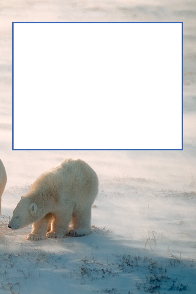 What if you wished you were a polar bear Then you became a polar bear cub - photo 6