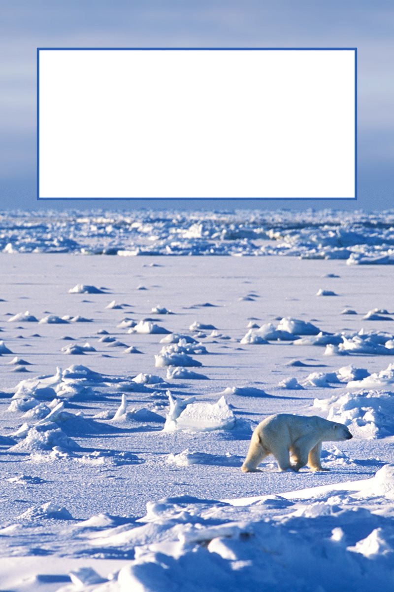 Where would you live Polar bears live near the North Pole in a region - photo 7