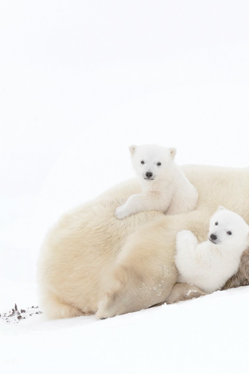 What would your family be like Polar bear families are small Most - photo 9