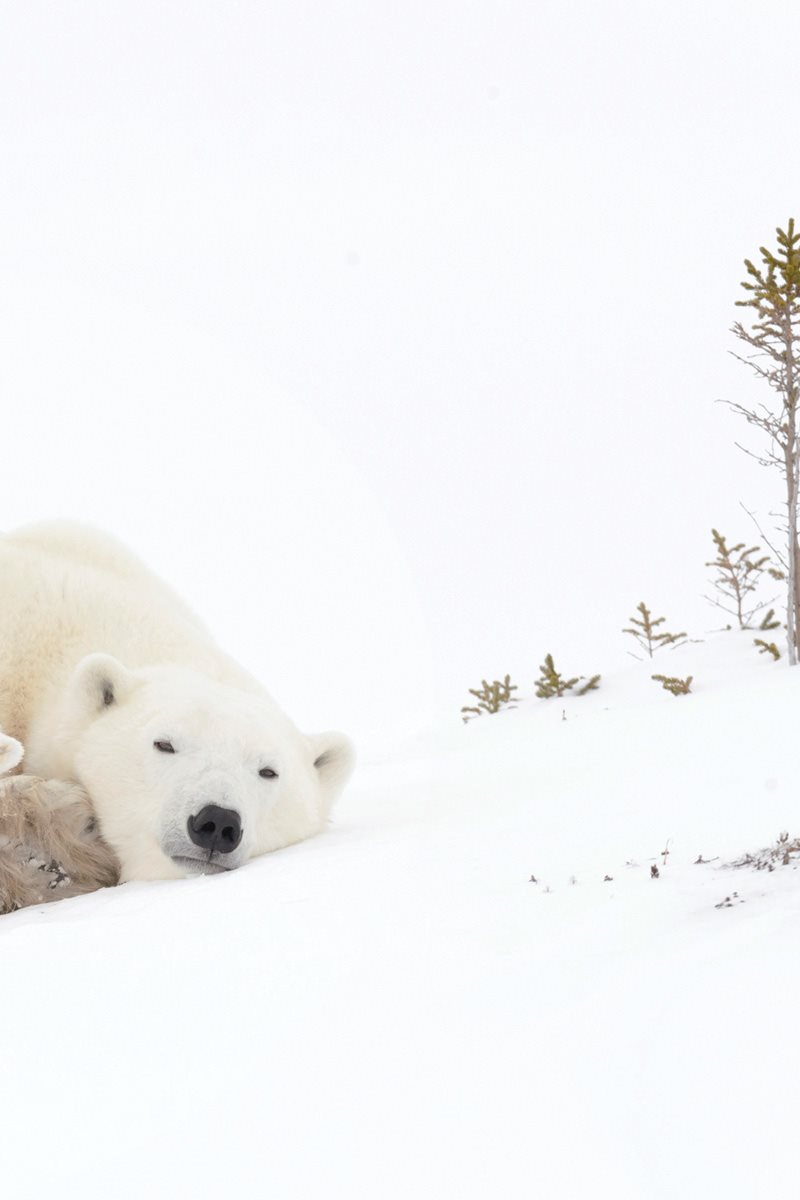 Fathers and other polar bears do not live with a family Adult polar bears - photo 10