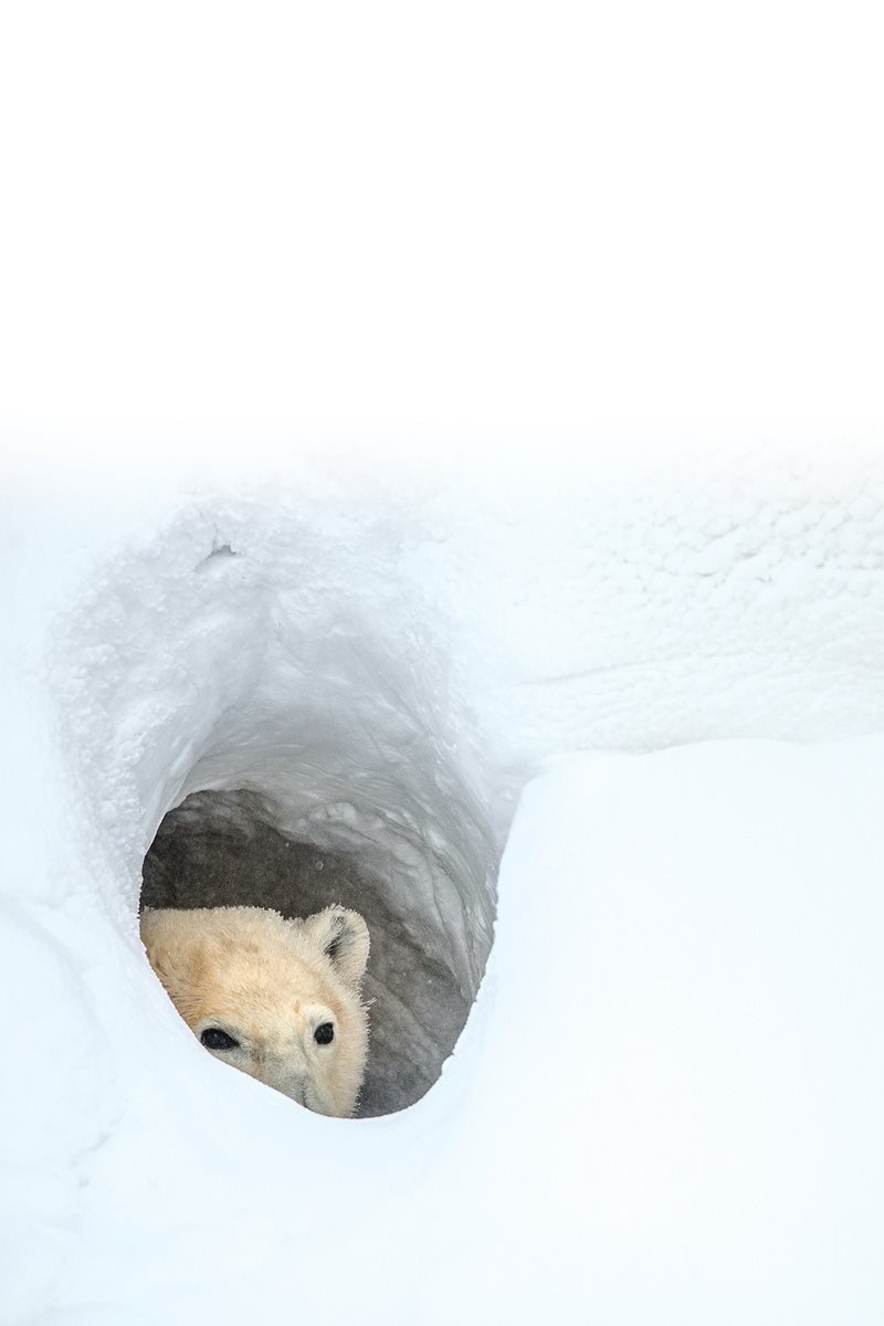 A mother polar bear digs a den in the snow She crawls inside to give - photo 11