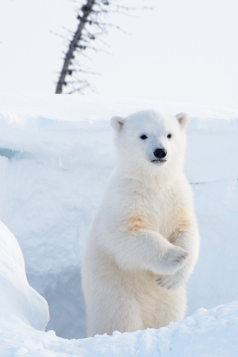 The cubs see the snowy Arctic for the first time Its time to explore and - photo 13