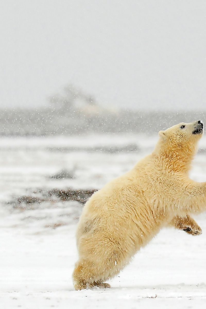 How would you learn to be a cub Like other young animals polar bear cubs - photo 15