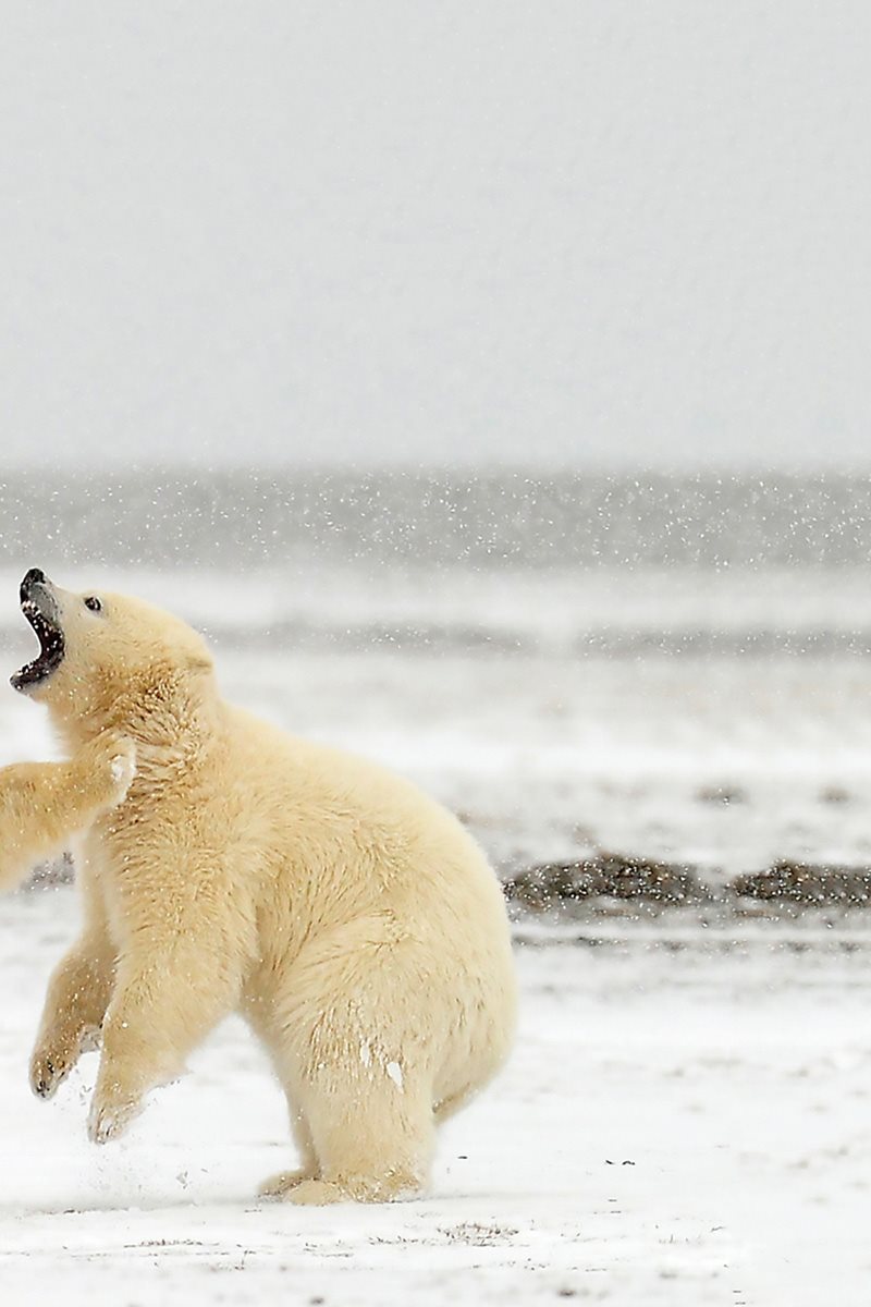 Polar bears have no enemies except other polar bears Cubs must learn to - photo 16