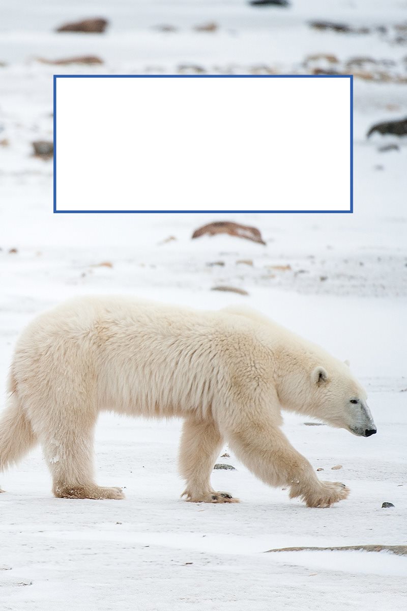 Polar bear cubs also learn by watching their mother They copy everything - photo 18