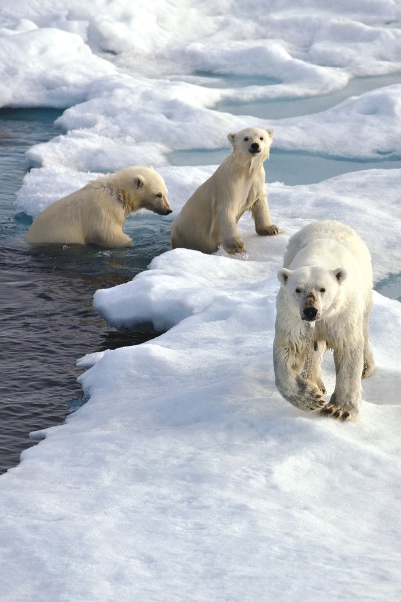 Cubs follow their mother when she hunts The cubs learn to swim by - photo 19