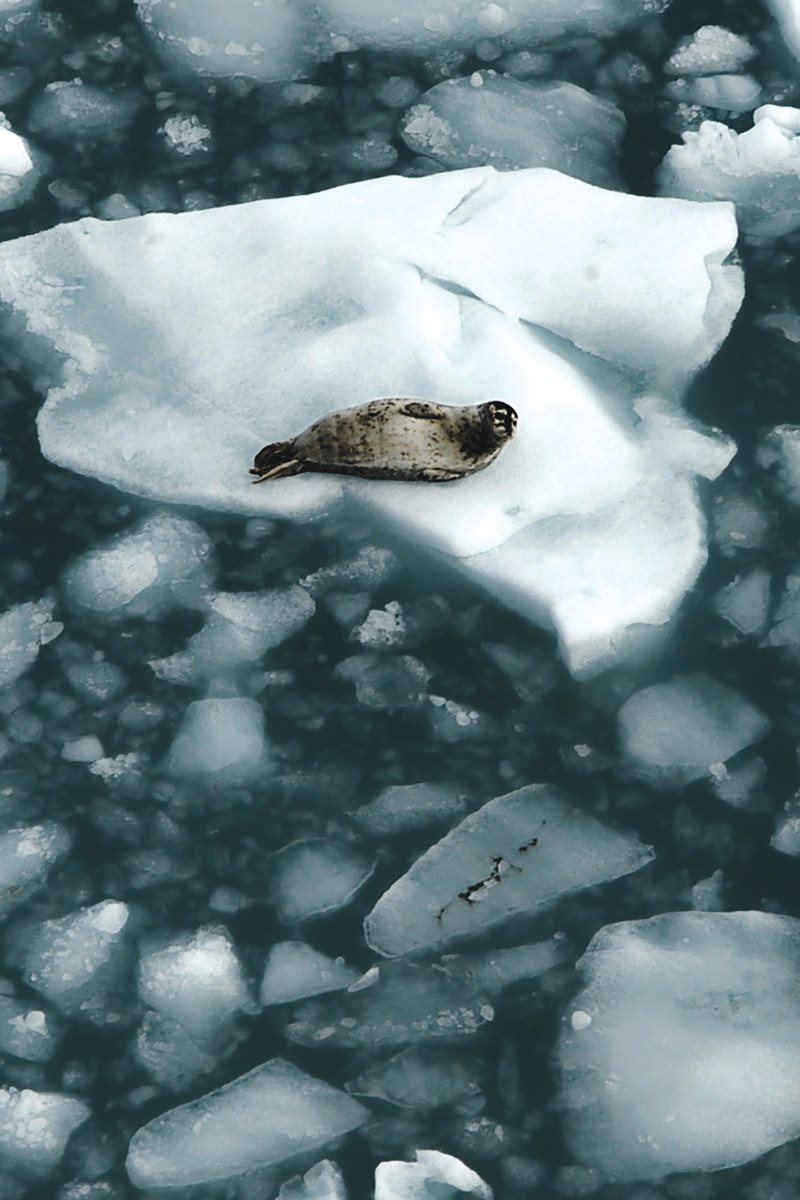 How would you talk Polar bears are usually quiet They touch noses to say - photo 22