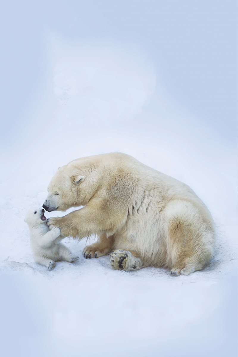 How would you talk Polar bears are usually quiet They touch noses to say - photo 23