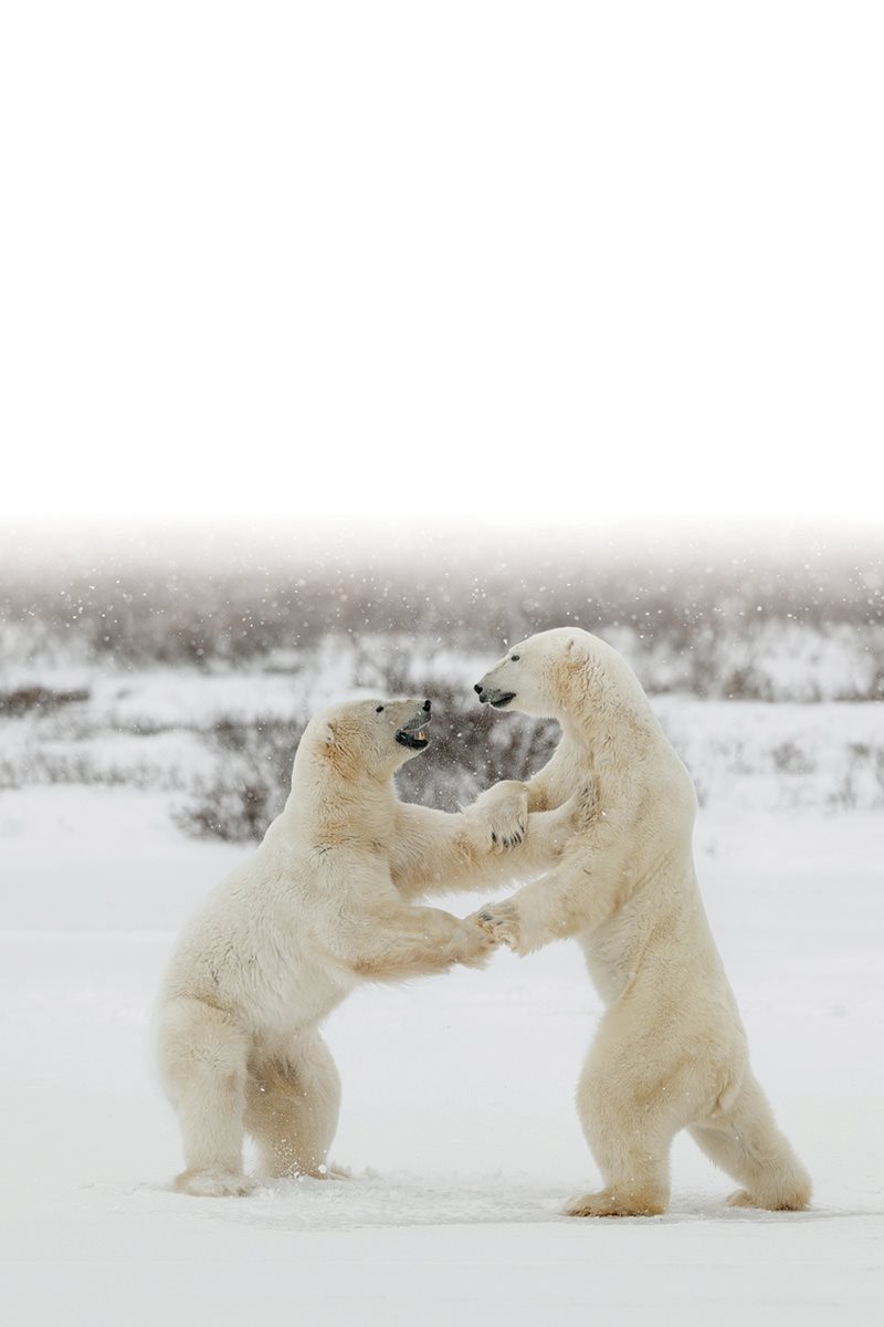 When a polar bear is upset it may growl roar or chuff A chuff is a loud - photo 24