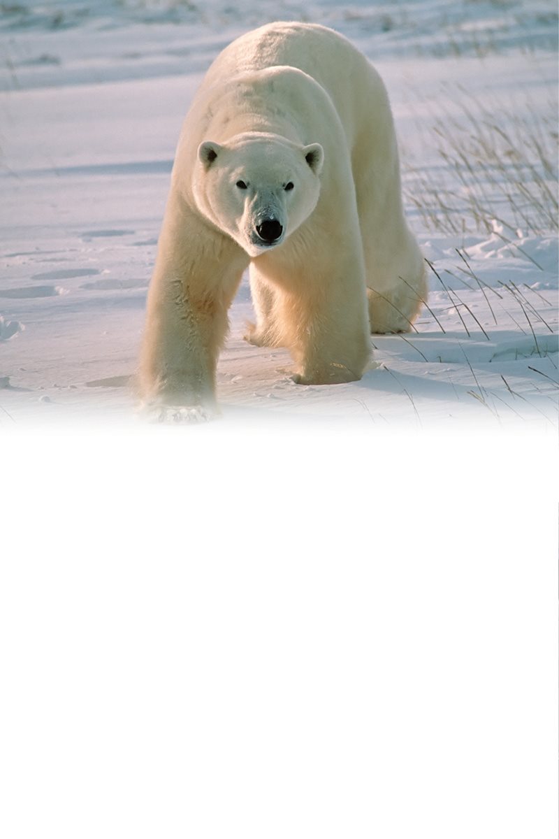 How would growing up change you Polar bears stay with their mother for - photo 27