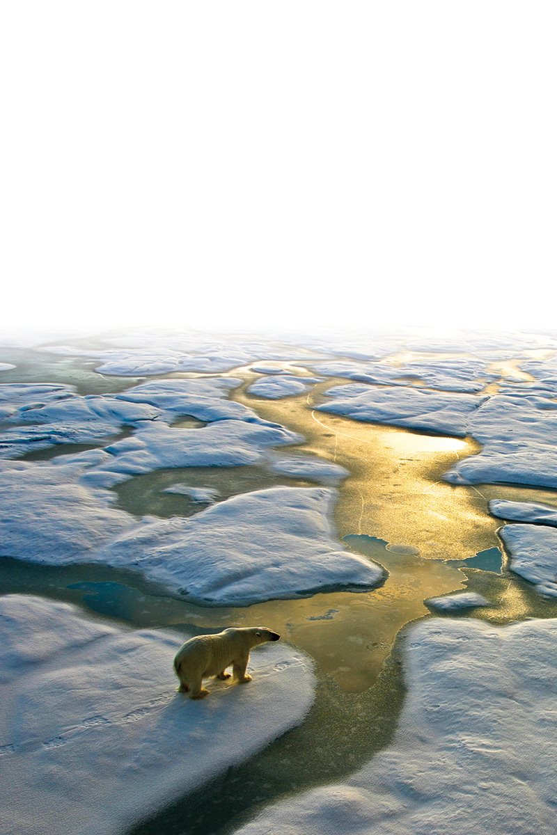 Adult bears live by themselves They travel hunt and sleep alone They - photo 28