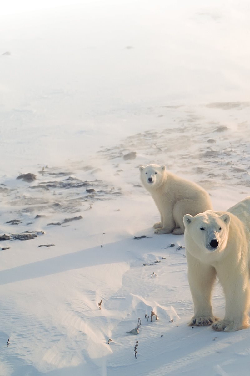 Being a polar bear could be cool In fact it would be cold Do you want to - photo 29