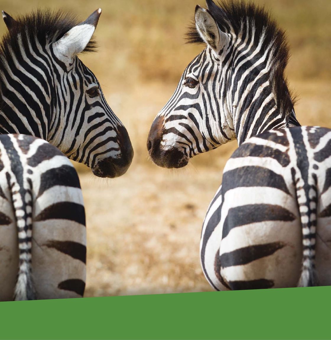 There are three different species of zebras The Zebras Life The woman - photo 9