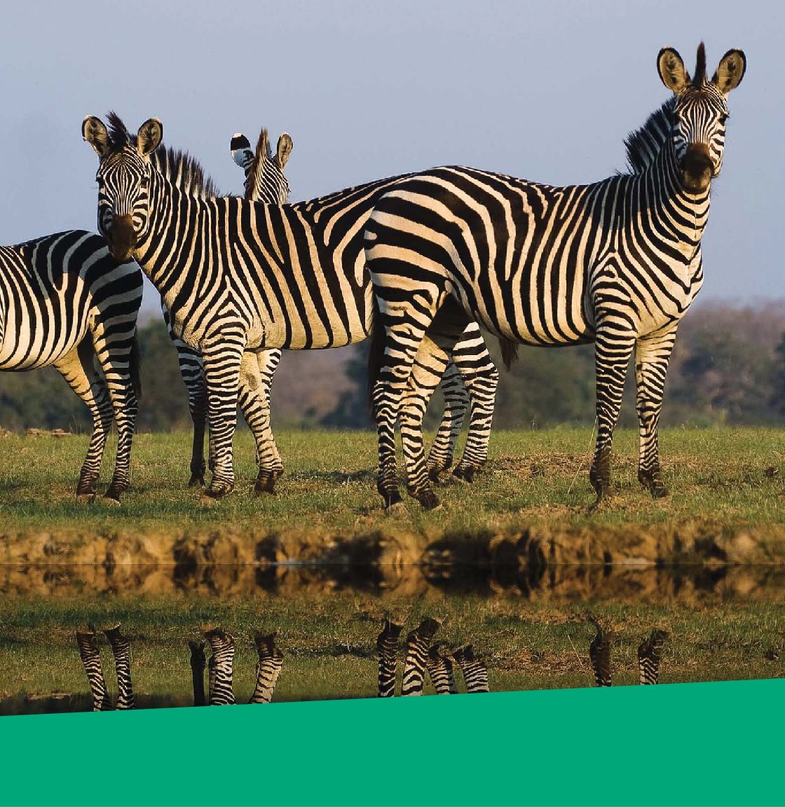 A zebras black-and-white stripes dont help it blend into the grassy plains - photo 15