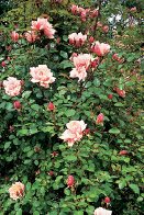 A single climbing rose can feed a huge number of insects which in turn can - photo 4