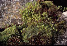 Tiny mosses seen here covered with pear-shaped spore capsules erupt from the - photo 5