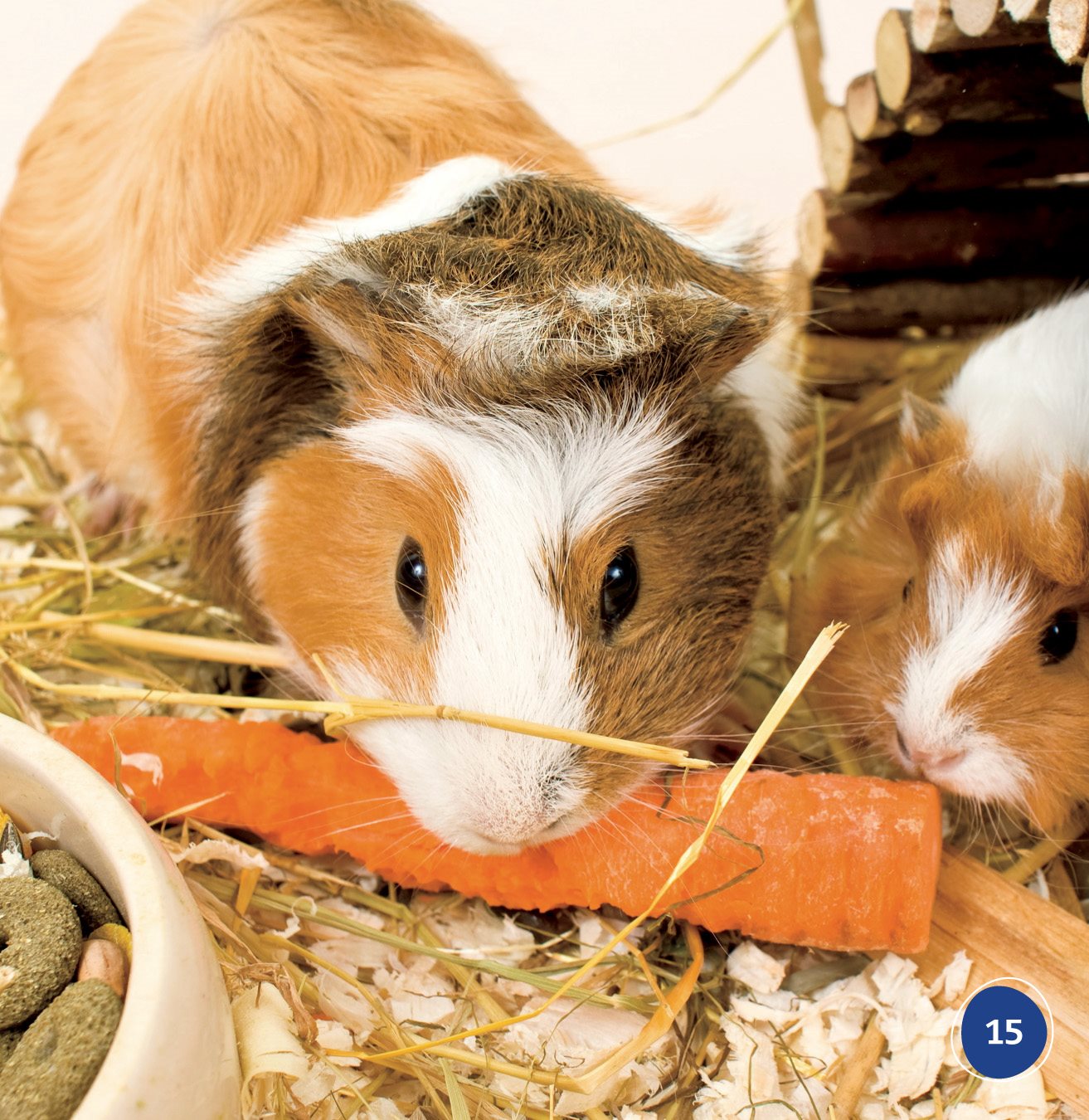 Guinea pigs need exercise Sometimes we let ours run around the room - photo 15