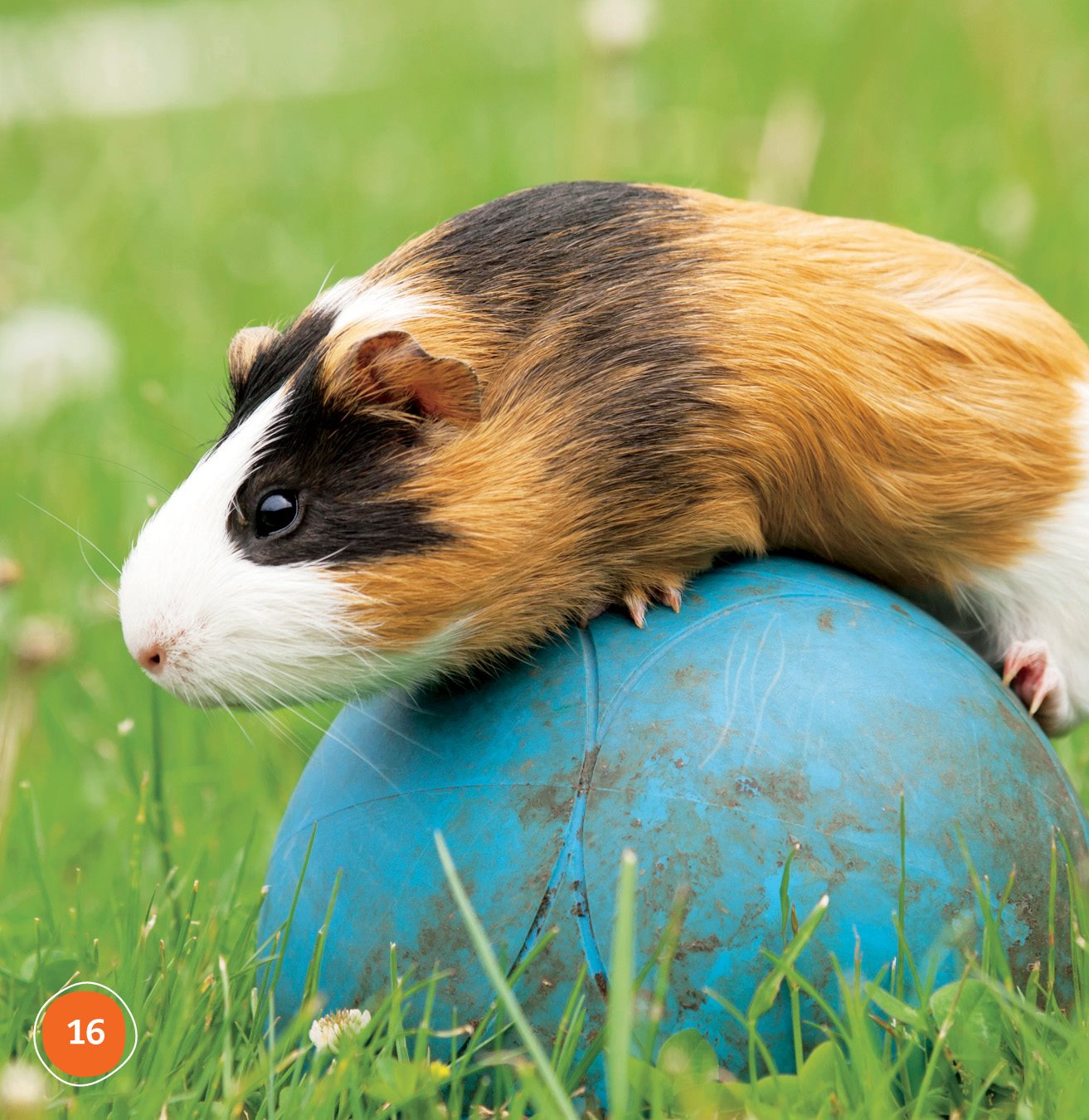 Guinea pigs need exercise Sometimes we let ours run around the room - photo 16