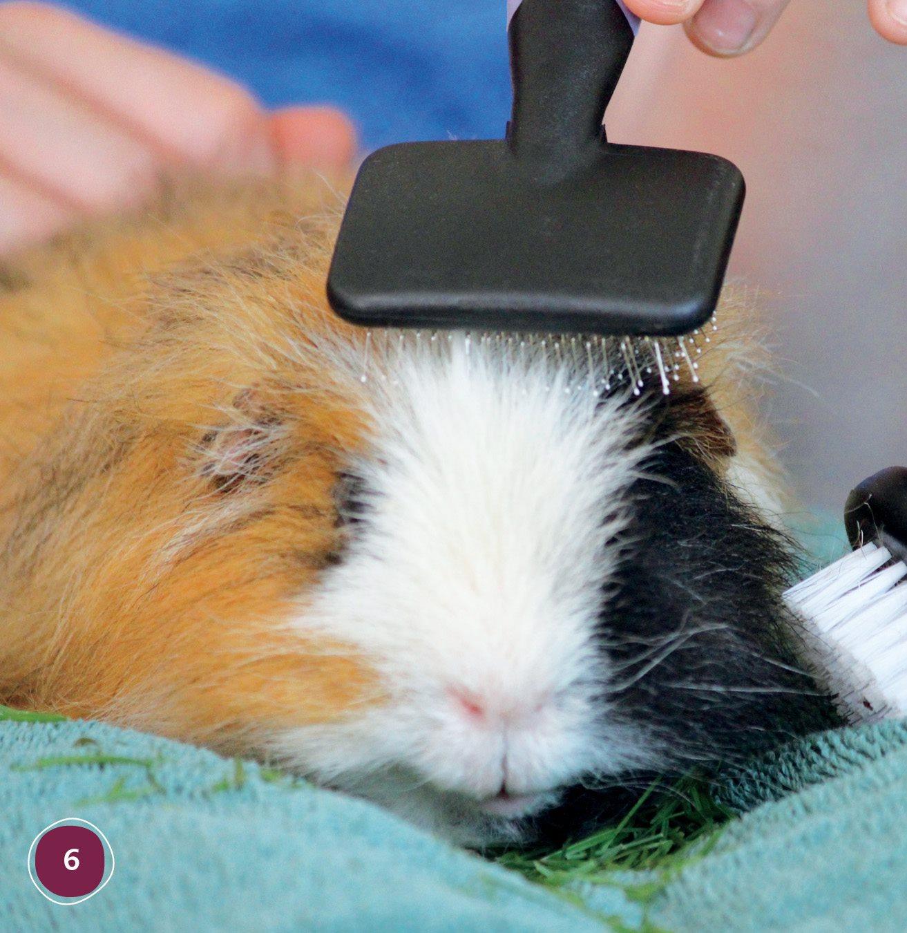 We keep our guinea pig clean We brush its hair three times a week Why - photo 6