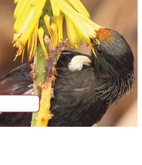 Pollen sticks to feathers Some birds are pollinators Pollen sticks - photo 12