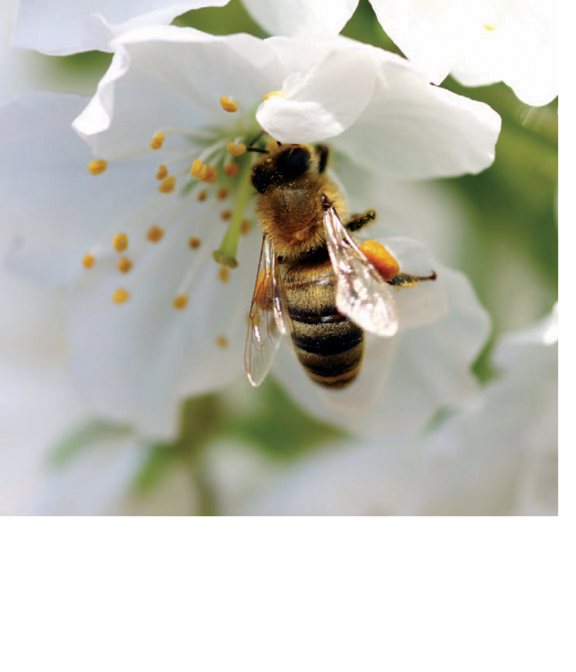 The smell of tree blossoms attracts bees The nectar of flowers - photo 16