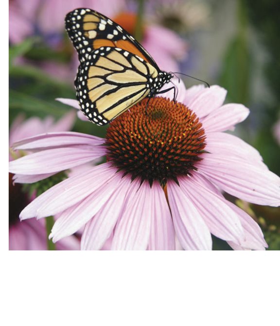 The nectar of flowers attracts butterflies Cactus flowers bloom at - photo 17