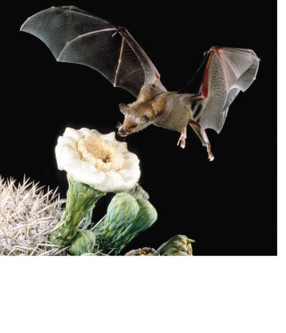 Cactus flowers bloom at night The flowers attract bats The shape of - photo 18