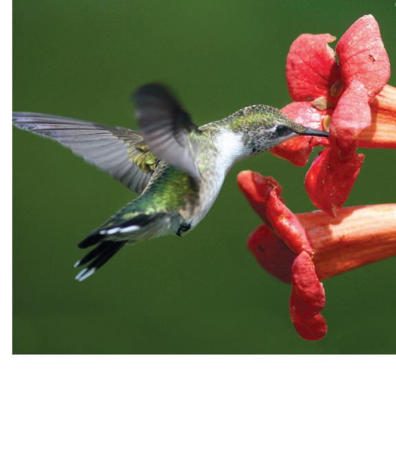 The shape of trumpet flowers attracts hummingbirds Helping Pollinators - photo 19