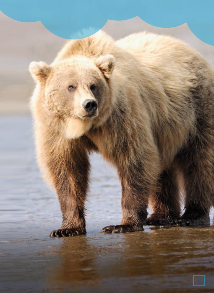 A grizzly bear is a kind of bear called a brown bear Even so a grizzlys fur - photo 7