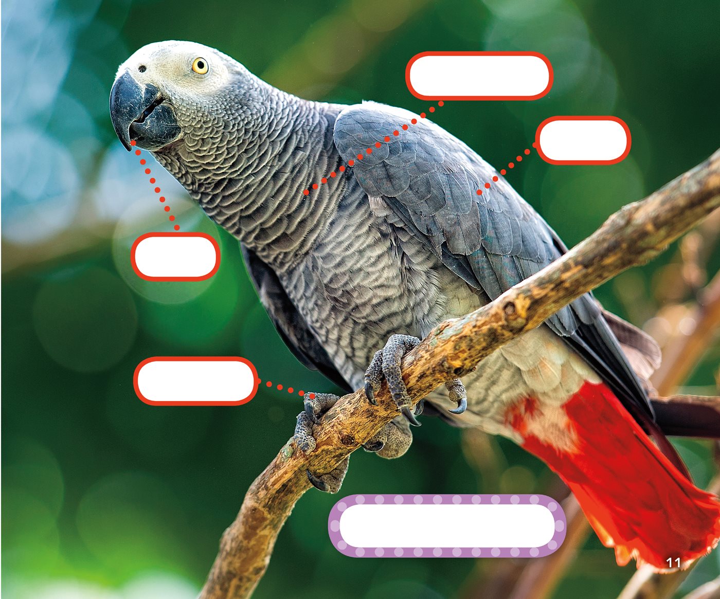 scales wing feathers African gray parrot bill How Do - photo 15