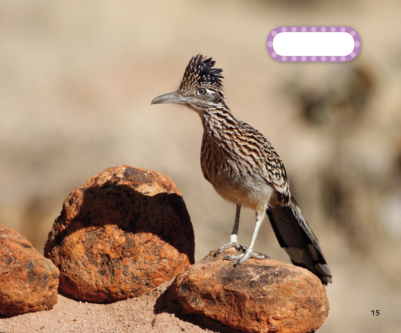 roadrunner How Do Birds Have Young Birds lay eggs in a nest - photo 19