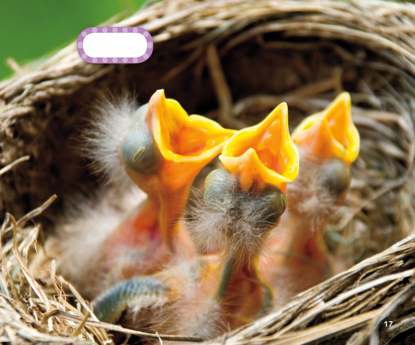 robins Do Birds Care for Their Young Yes Most birds sit on their - photo 21