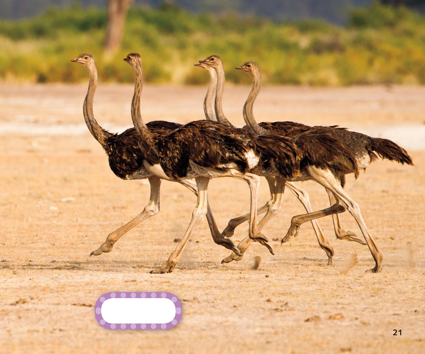 ostriches the hard front part of the mouth of birds also called a beak - photo 25