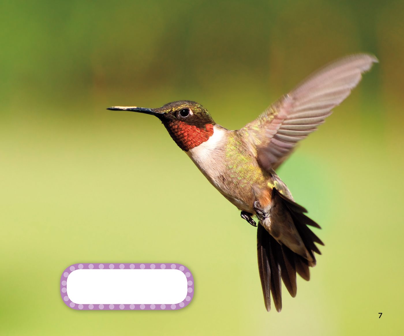 ruby- throated hummingbird Are Birds Warm- Blooded or Cold- - photo 11