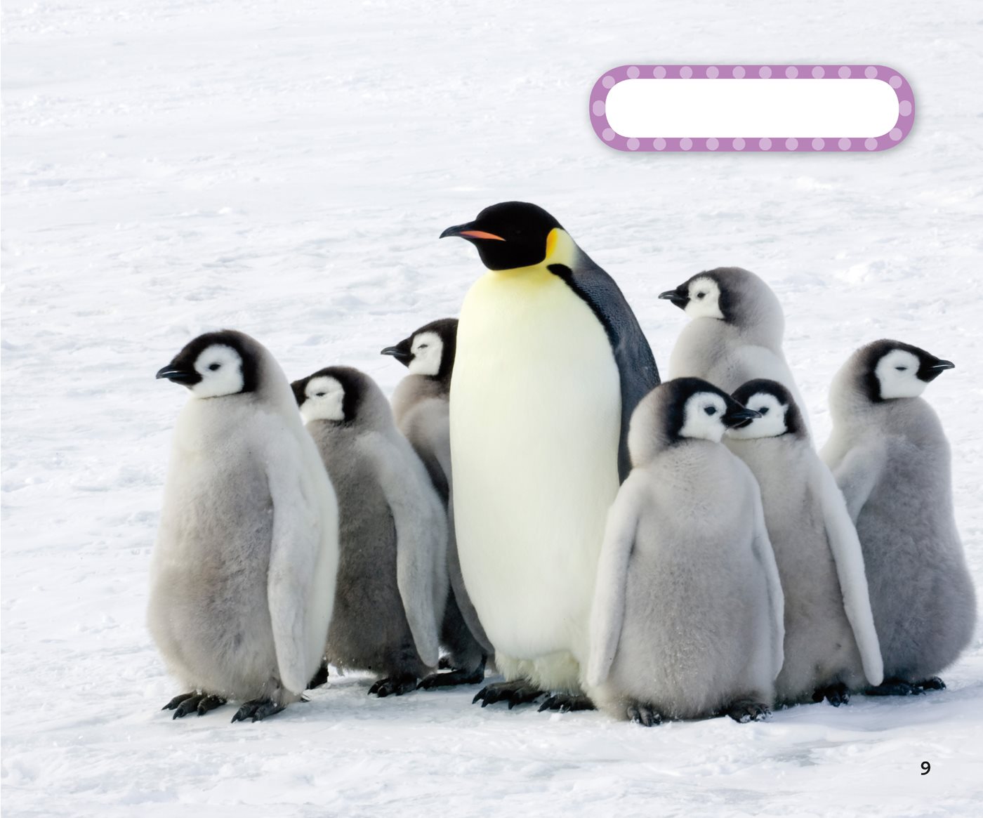 emperor penguins What Type of Body Covering Do Birds Have Birds - photo 13