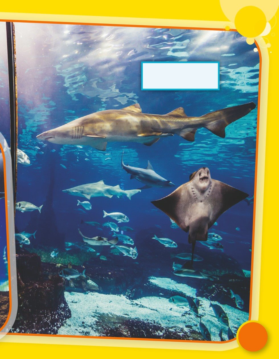 This large aquarium holds many types of sea animals - photo 13