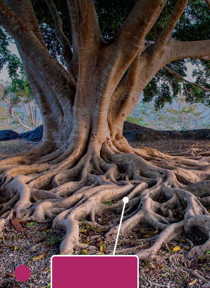 An oak trees root system is very big But how much of a backyard weed do - photo 6