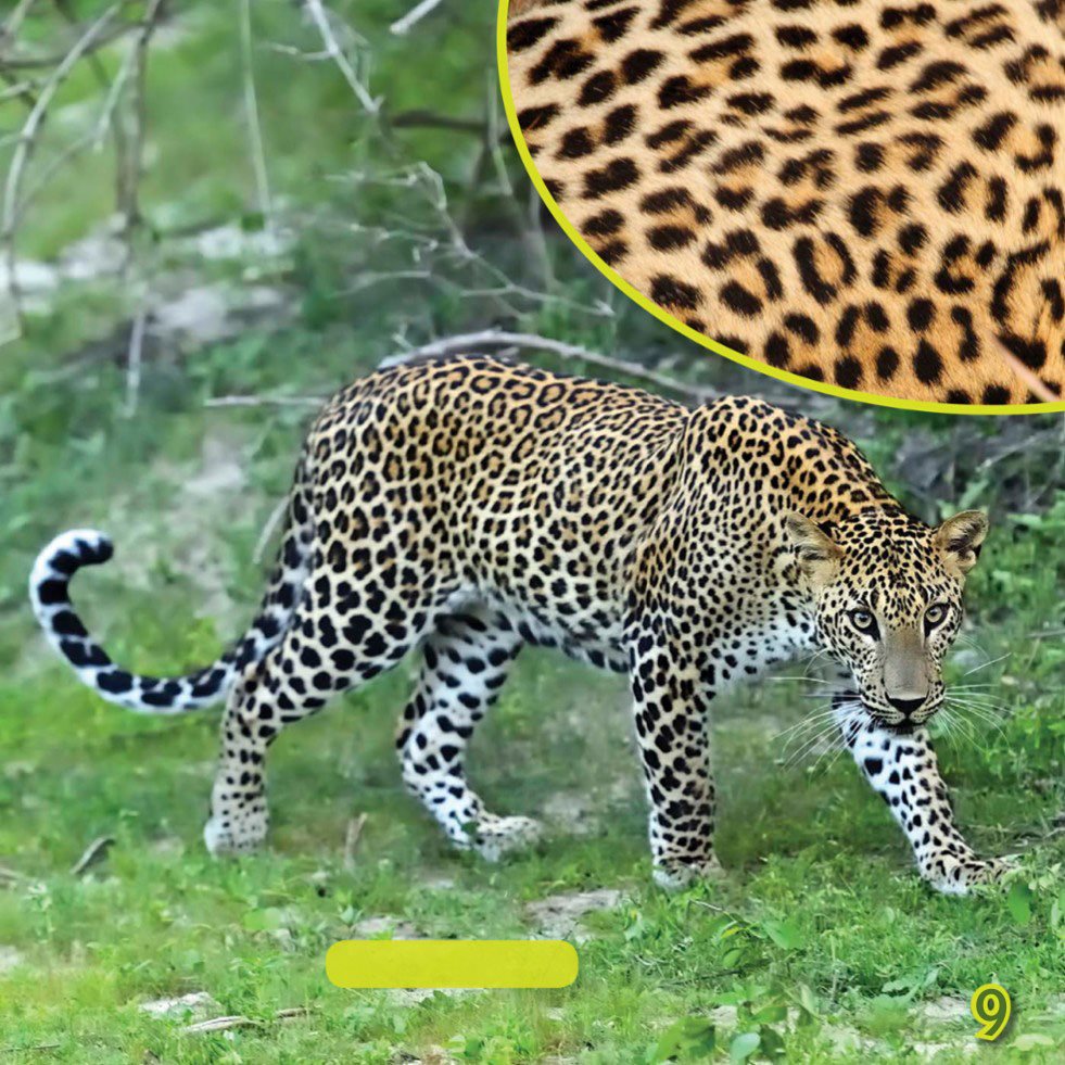 LEOPARD Spot the Rosettes The rosettes on a jaguar are bigger than - photo 11