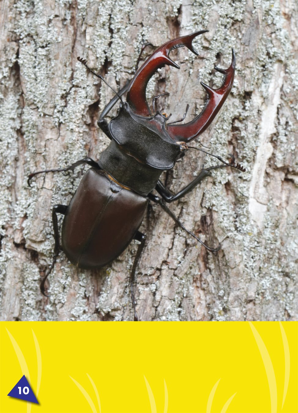 Some beetles have claws or sticky feet for climbing Some beetles - photo 11