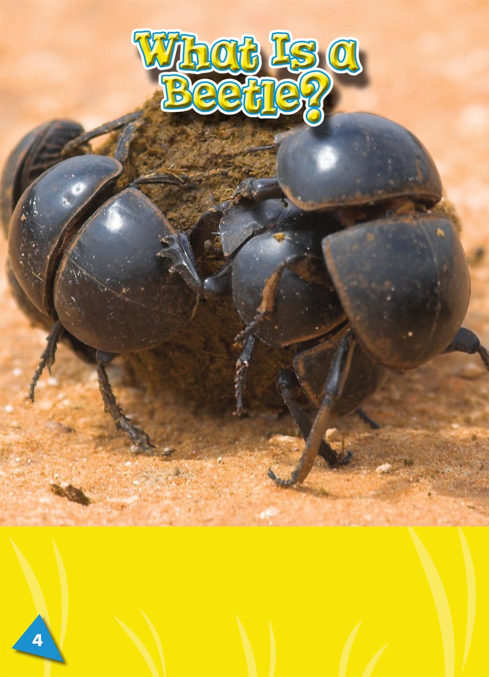 Beetles are insect a small animal with a hard outer body that is divided into - photo 3