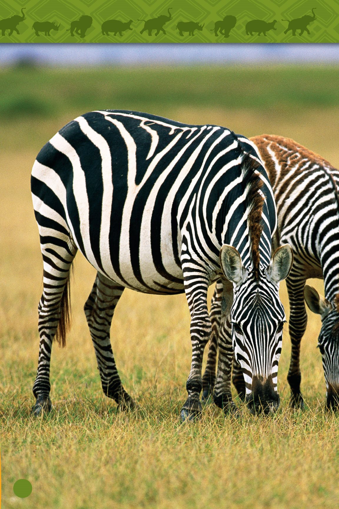 I see zebras graze just for me I see zebras graze on safari - photo 19