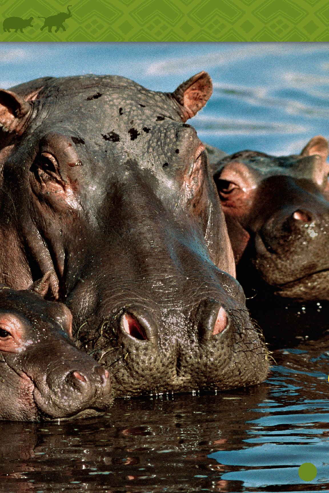 Hippos soak Zebras graze Giraffes eat - photo 22