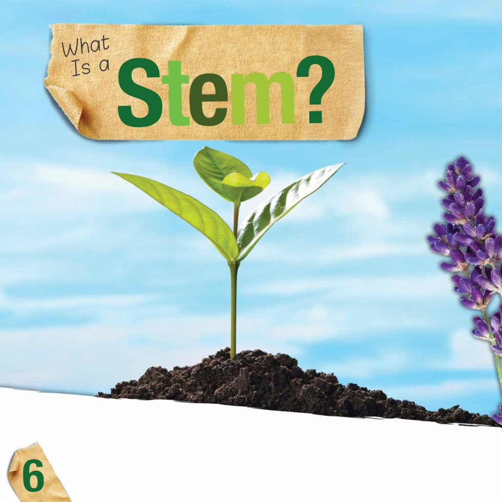 What Is a Stem A stem is the main part of a plant It grows above the - photo 8